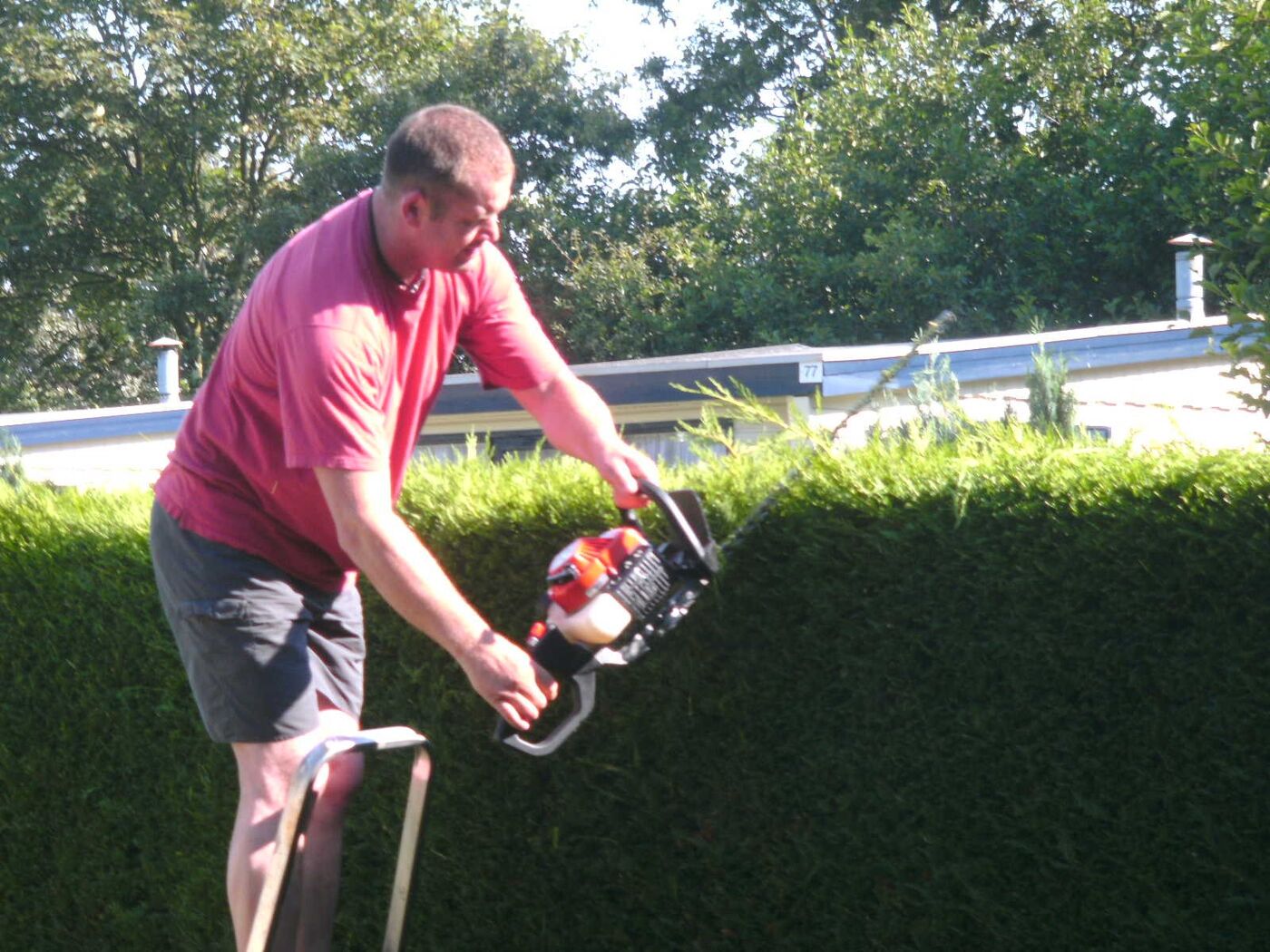 Coniferen bijsnoeien op Texel